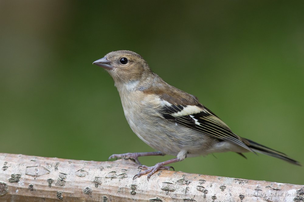 Finker (Finches)